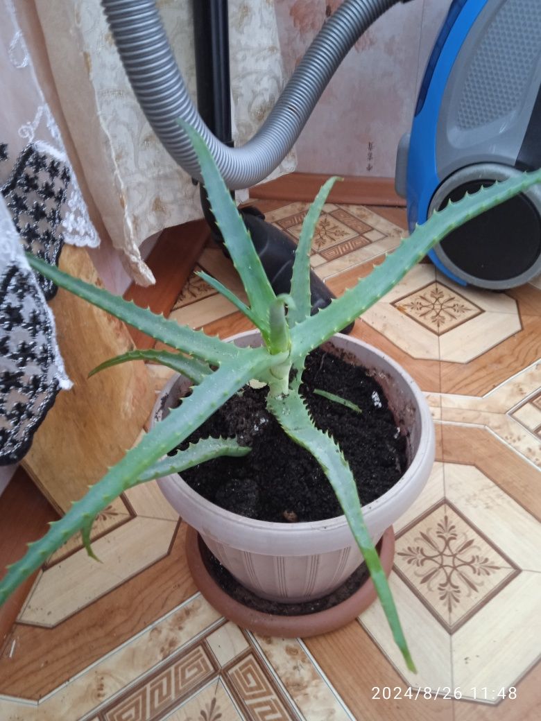 Продам растение алоэ