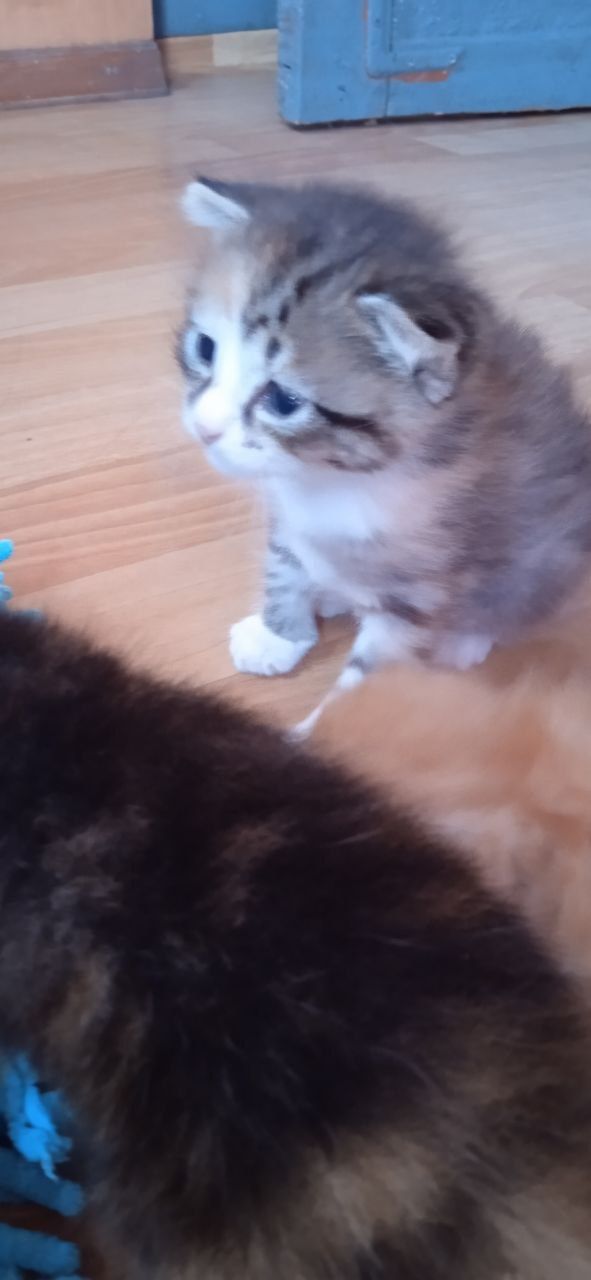 Отдам котят в хорошие руки