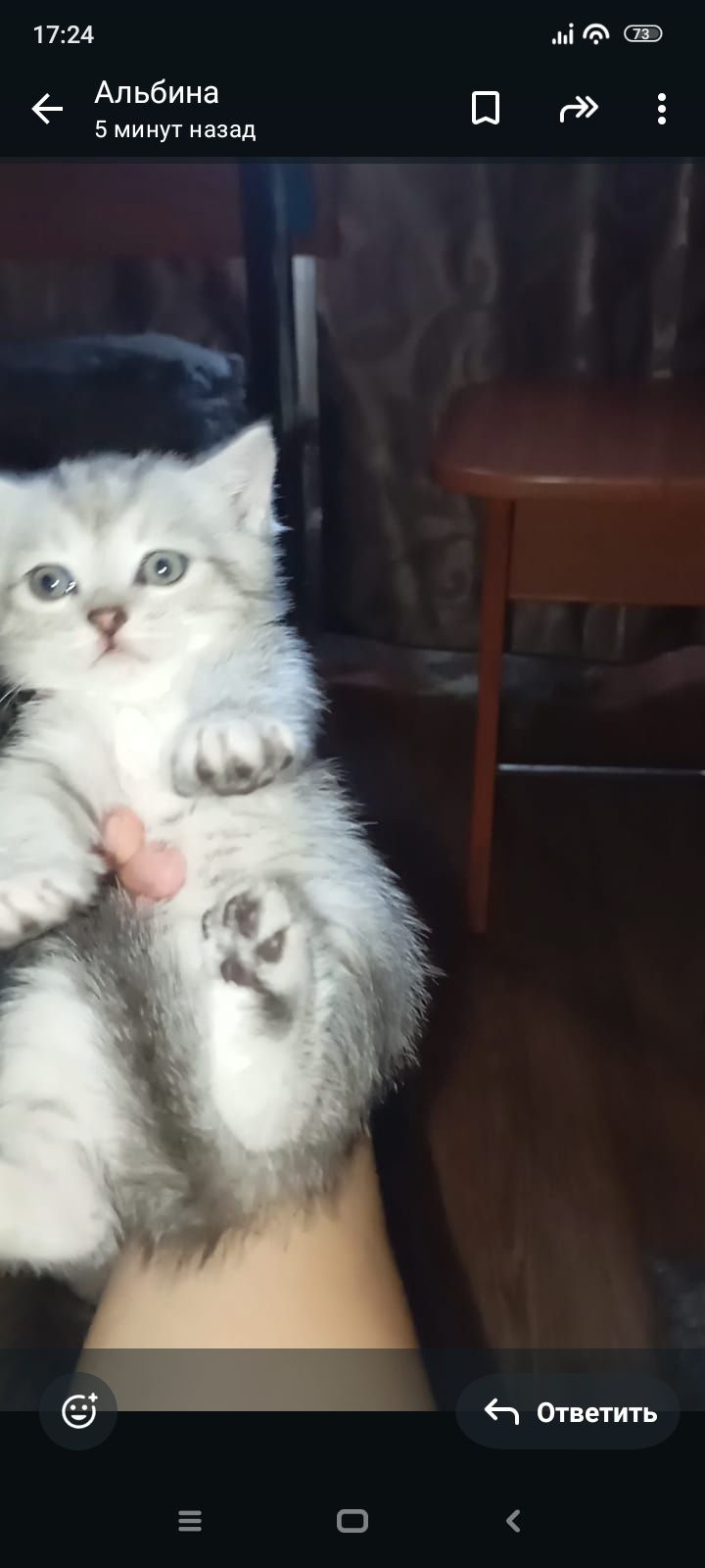 Скотиш фолд 1 месяце Приученны к лотку.