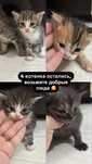 Котята отдам даром в добрые руки