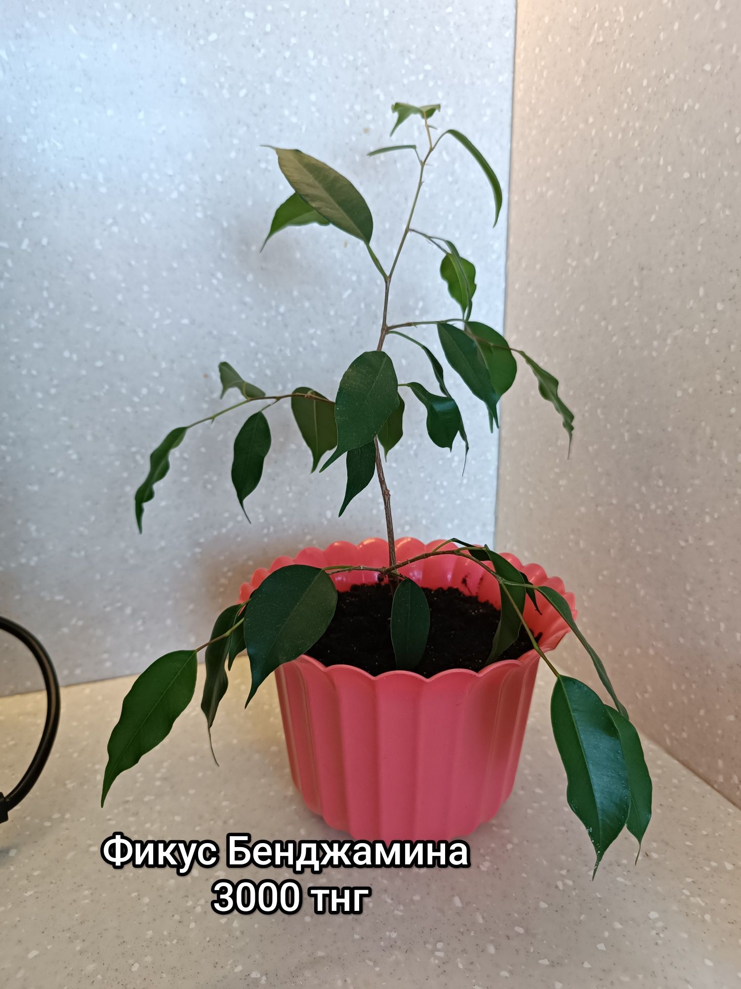 Продам комнатные цветы