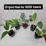 Отростки по 1000 тенге