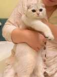Вислоухий шотландский кот