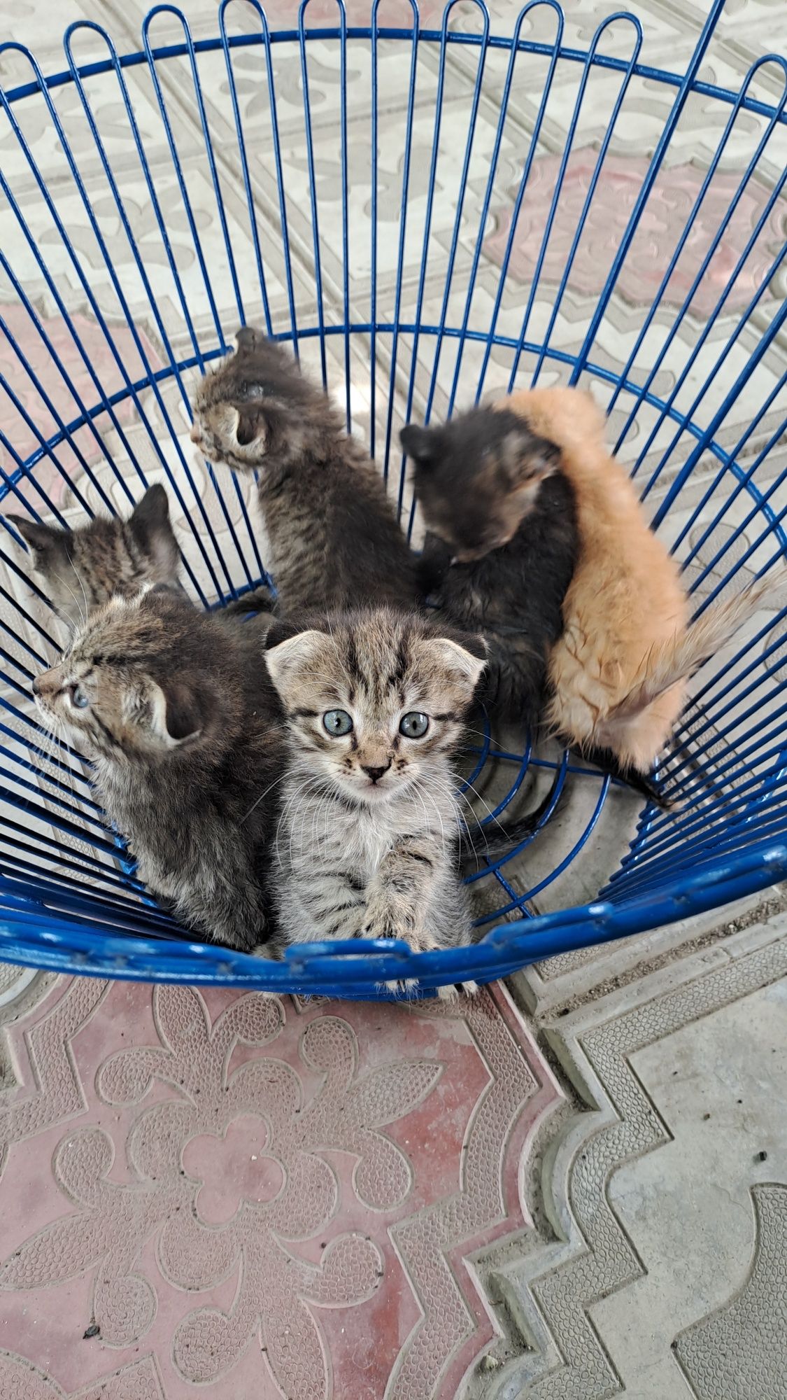 Продам вислоухих котят