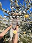 Щенята бесплатно