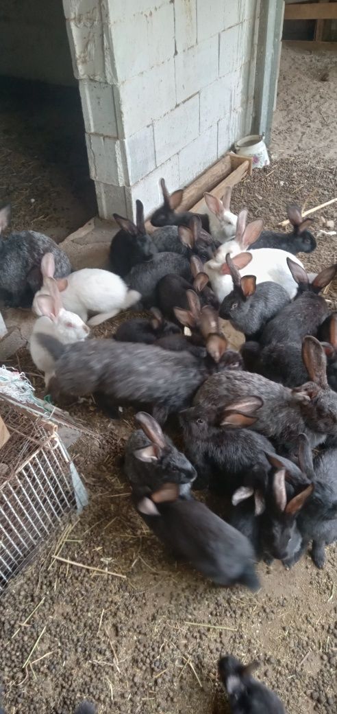 Продам кроликоов