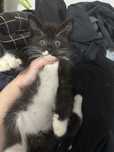 Котята срочно ищут дом!
