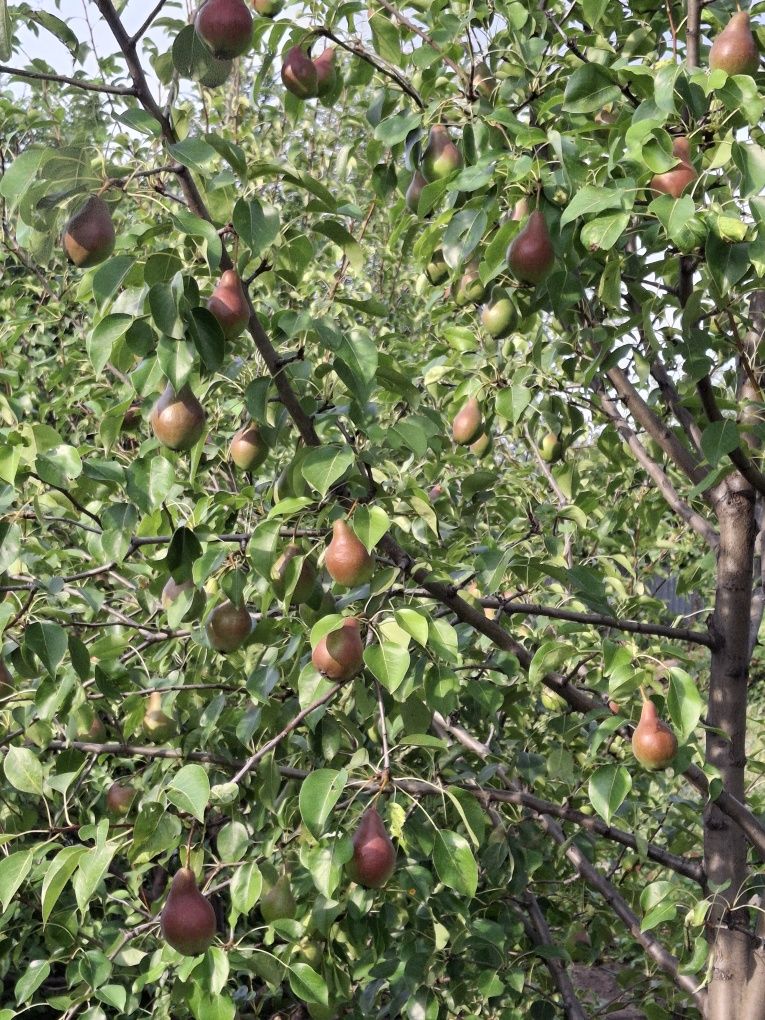 Продам дачный участок с урожаем