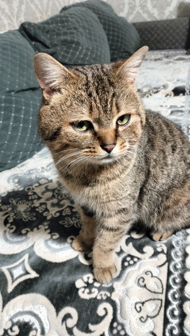 Взрослый красивый кот
