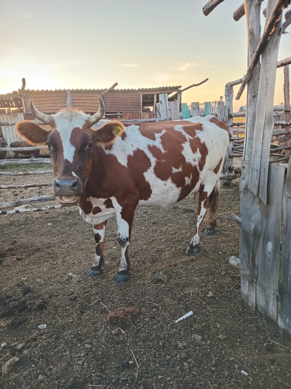 Продам 2х дойных коров.5 и 8 отел.