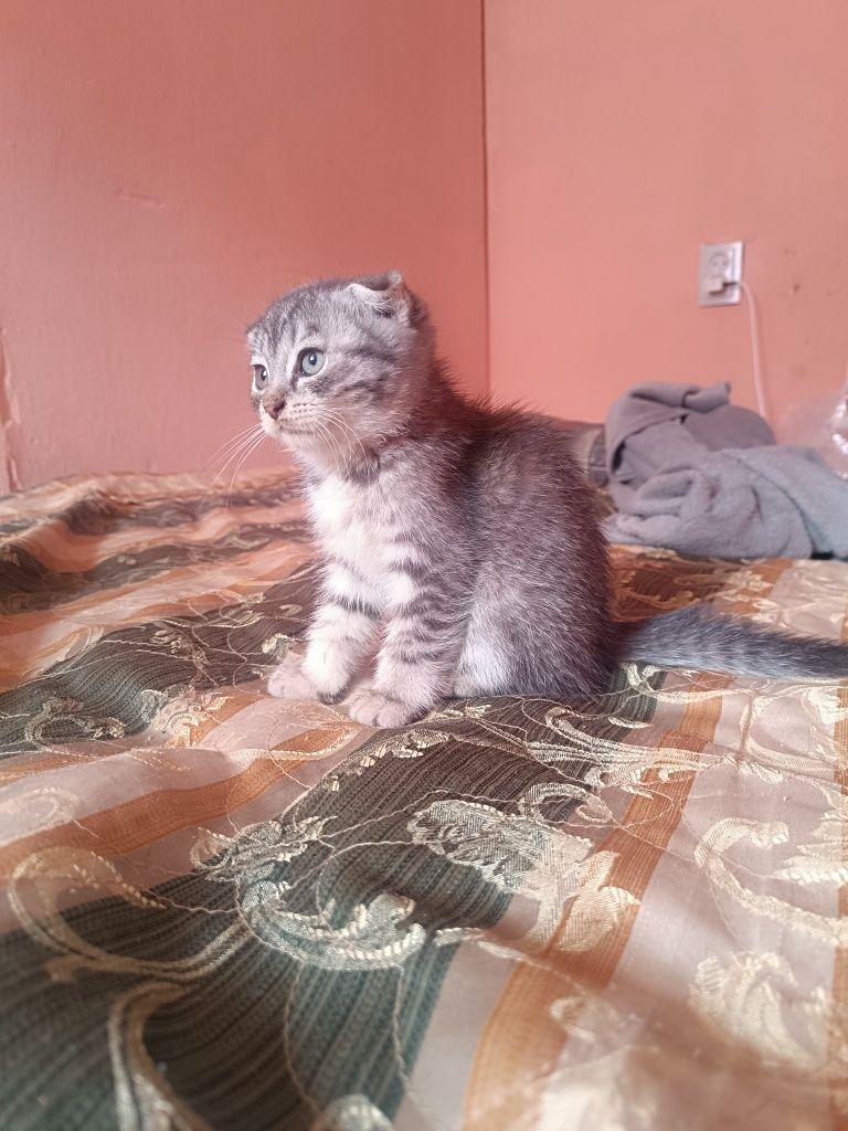 Продам котят , мальчики
