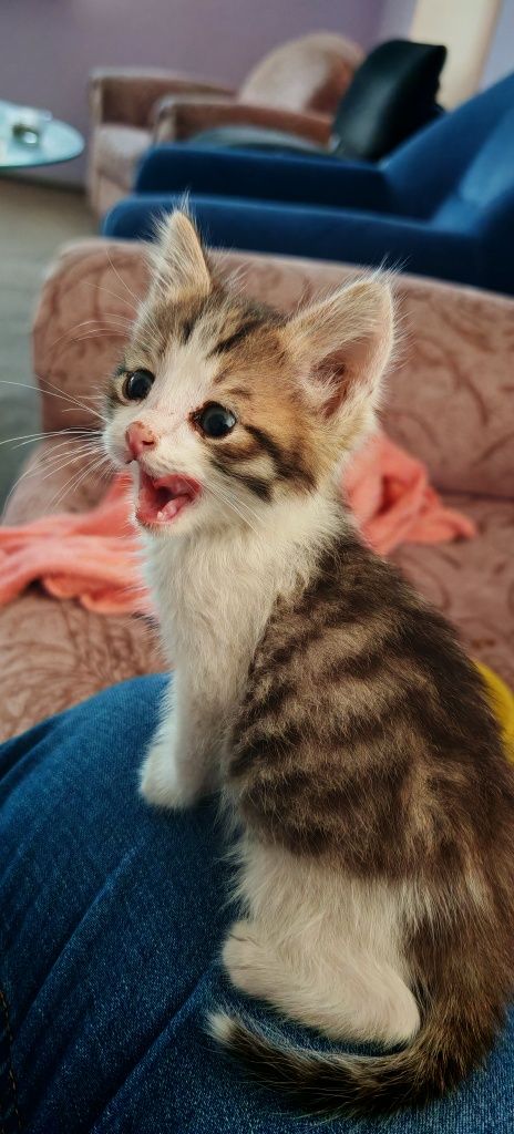 Отдам котенка (мальчик)