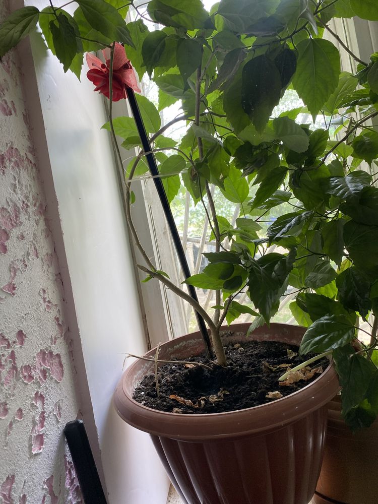 Розы в горшке