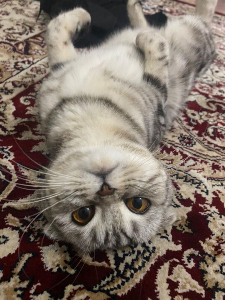 Вислоушка скотиш фолд
