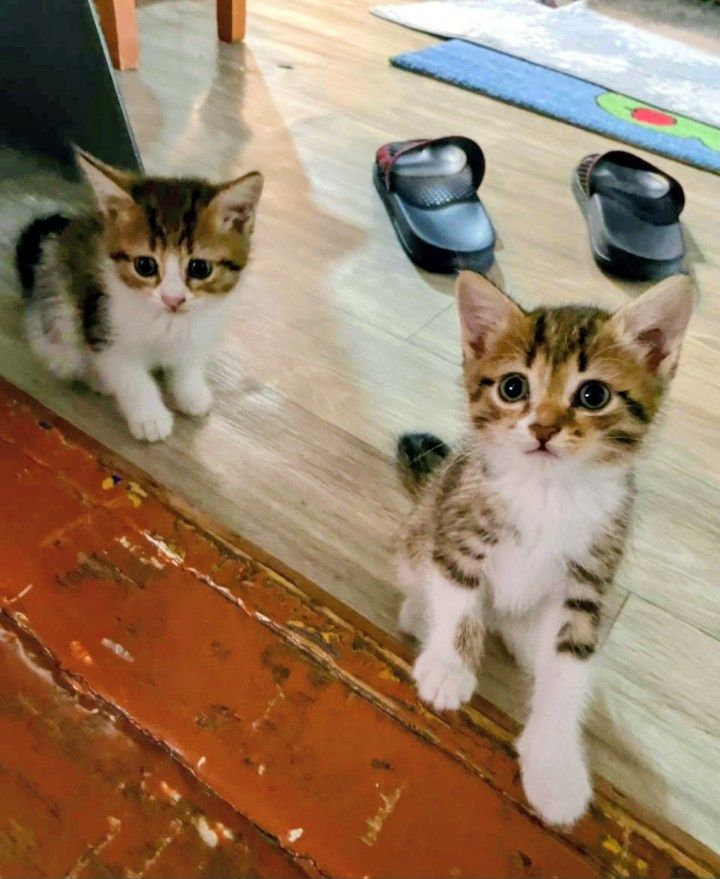 Бесплатно котята девочки полтора месяца