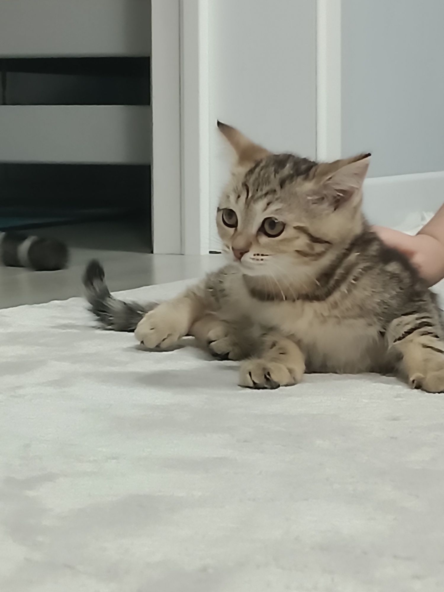 Шотландский прямоухий котенок 1,5 мес