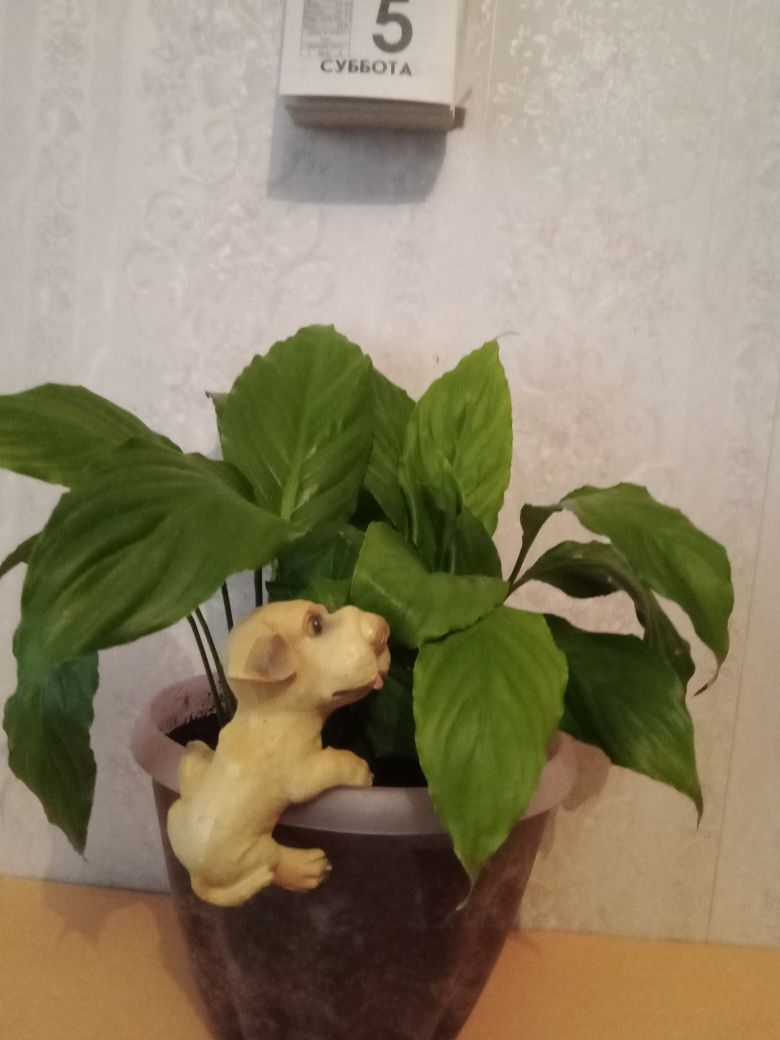 Женское счастье.