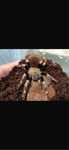 Nhandu chromatus (Нанду хроматус)