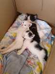 Отдам котят в добрые руки