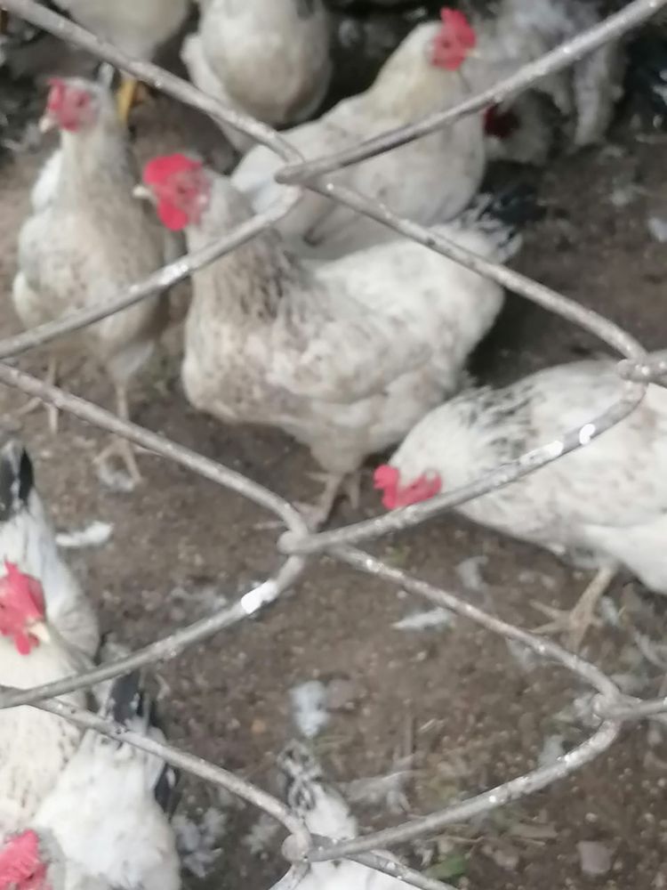 Тауықтар сатылады продается кури