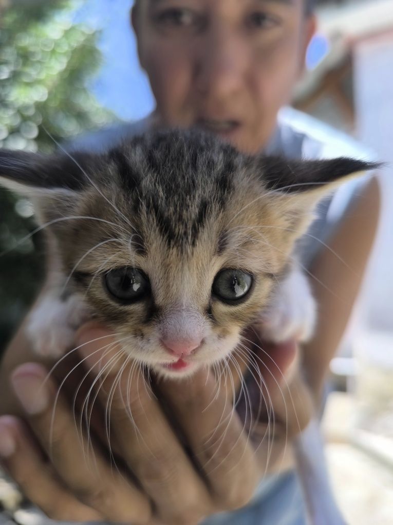 Котята мама котиш страид