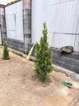 Туя смарагд Голубая ель Туя брабант береза можжевельник Самшит Елка