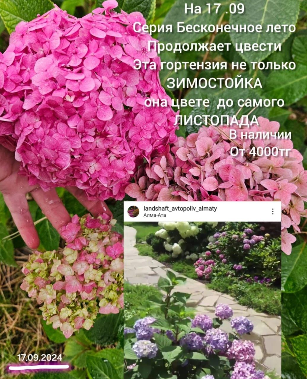 Бесконечное лето Зимостойкая, ремонтантная гортензия крупнолистная  4