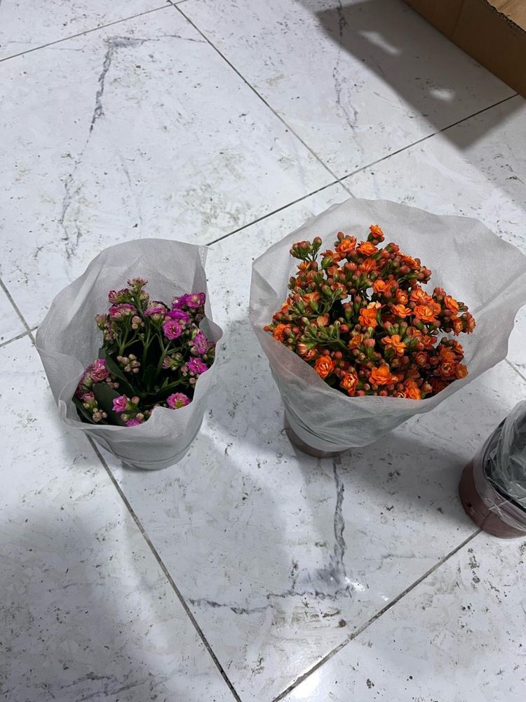 Цветы в горшке, женское счатье, каланхоэ