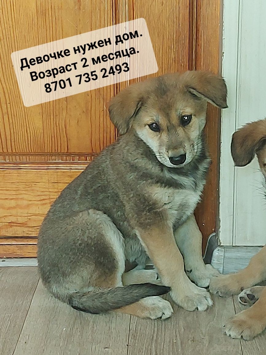 Нужен срочно Дом!
