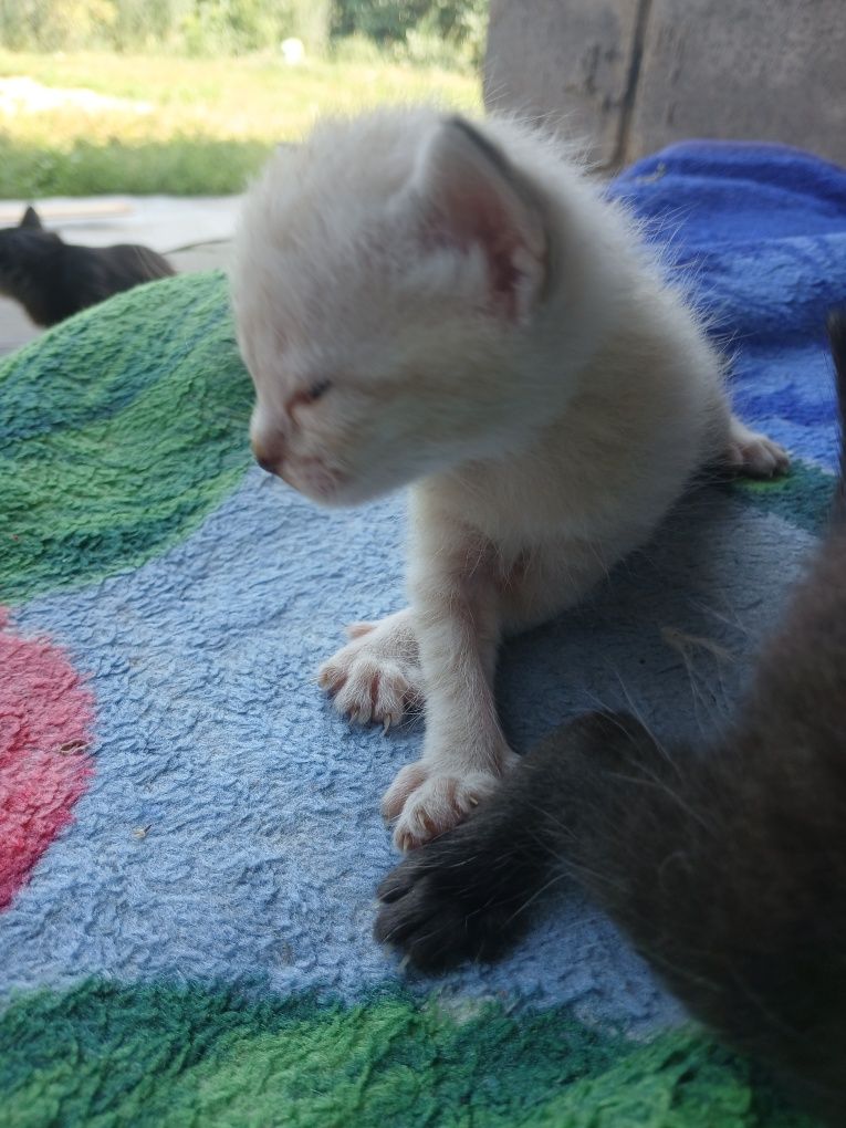 отдам котят 1 месяц , разных окрасов