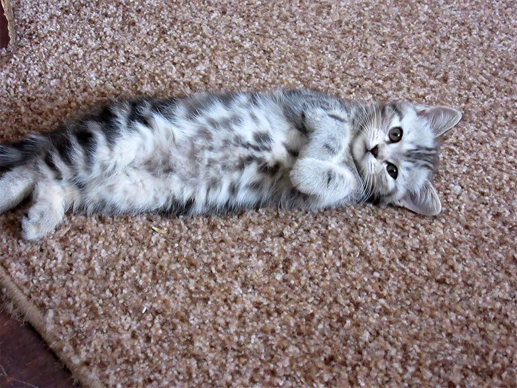 Скоттиши страйт и фолд