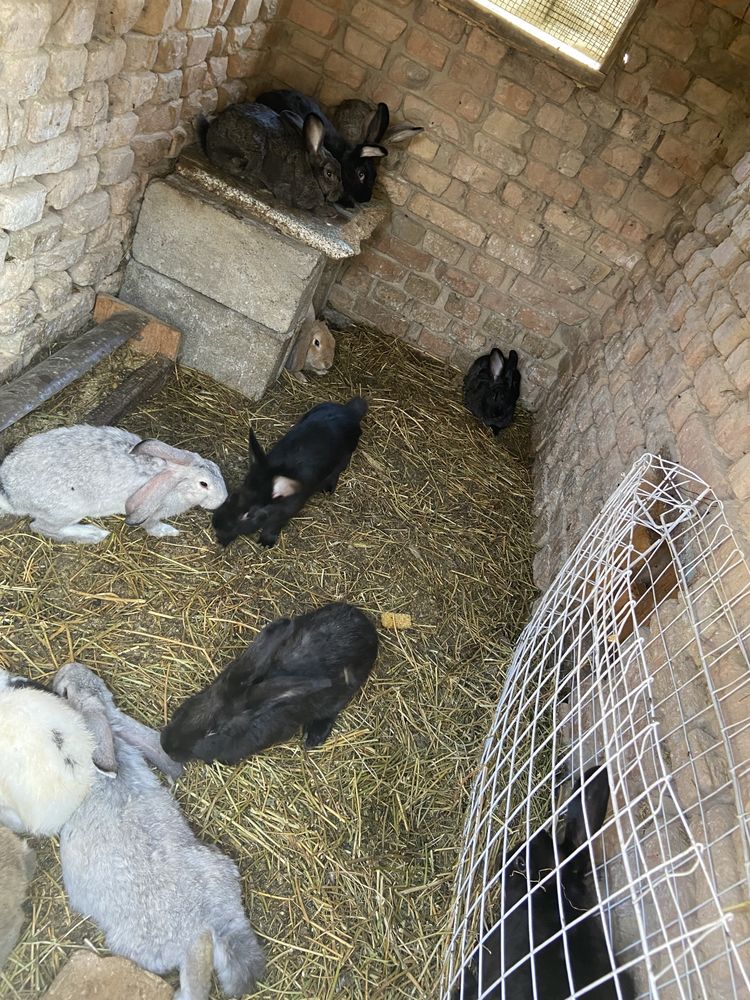 продам Кроликов жирных больштх