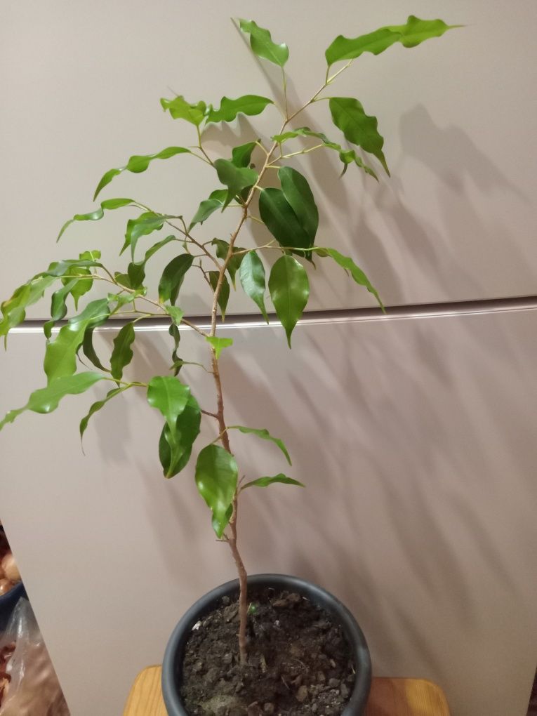 Продам  фикусы бенджамина и бинендейка