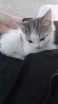 СРОЧНО МЫСЫҚ срочно котёнок!!!