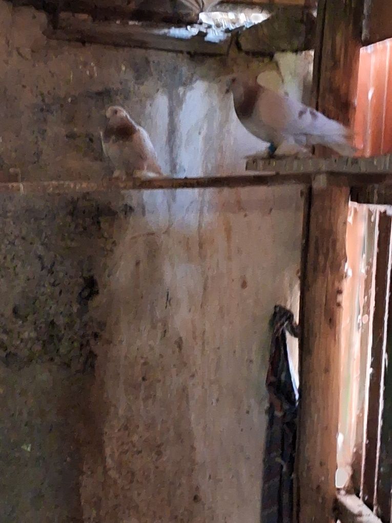 Голуби тасманы разные масти