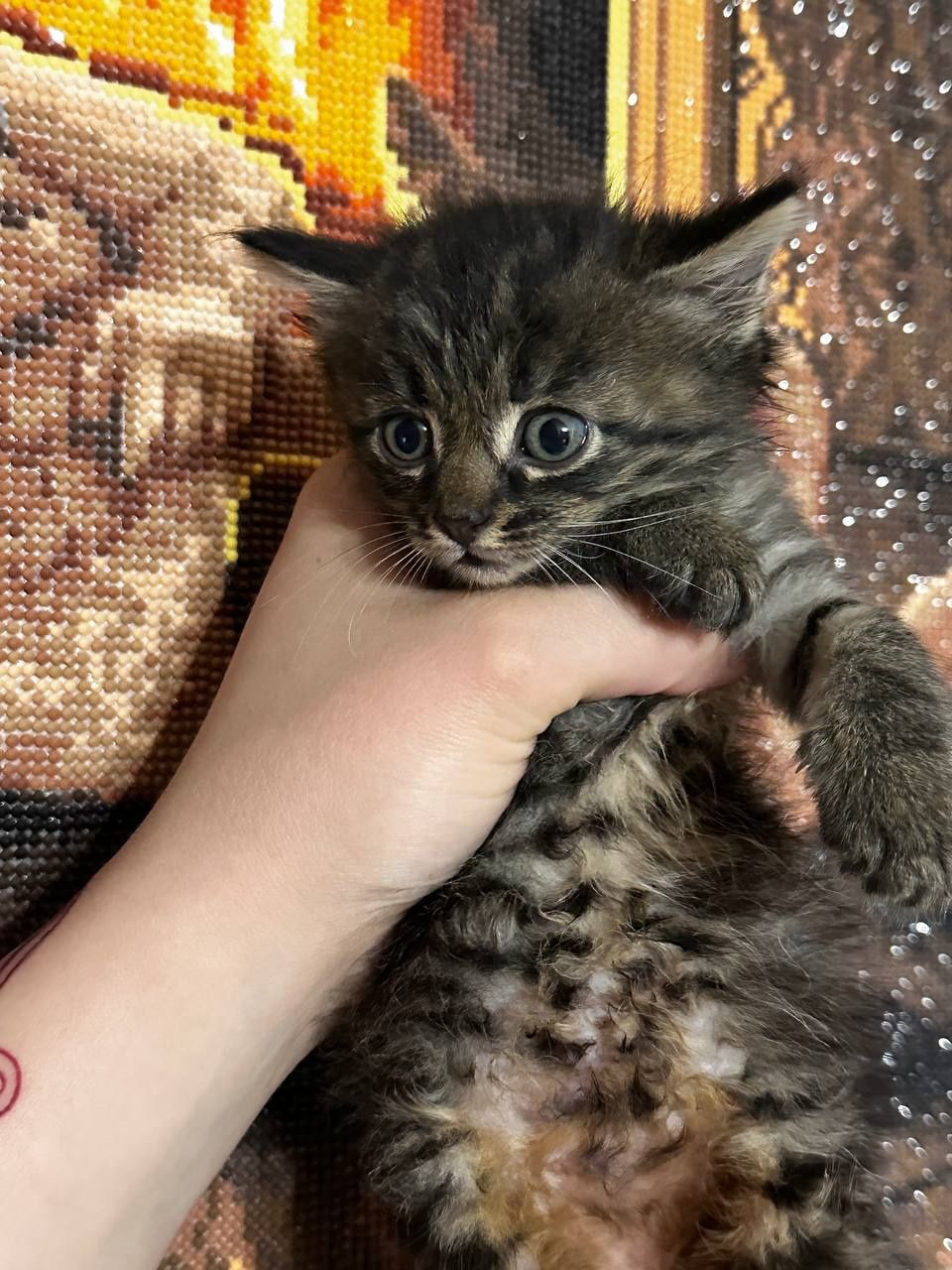 Отдам котят в добрые руки