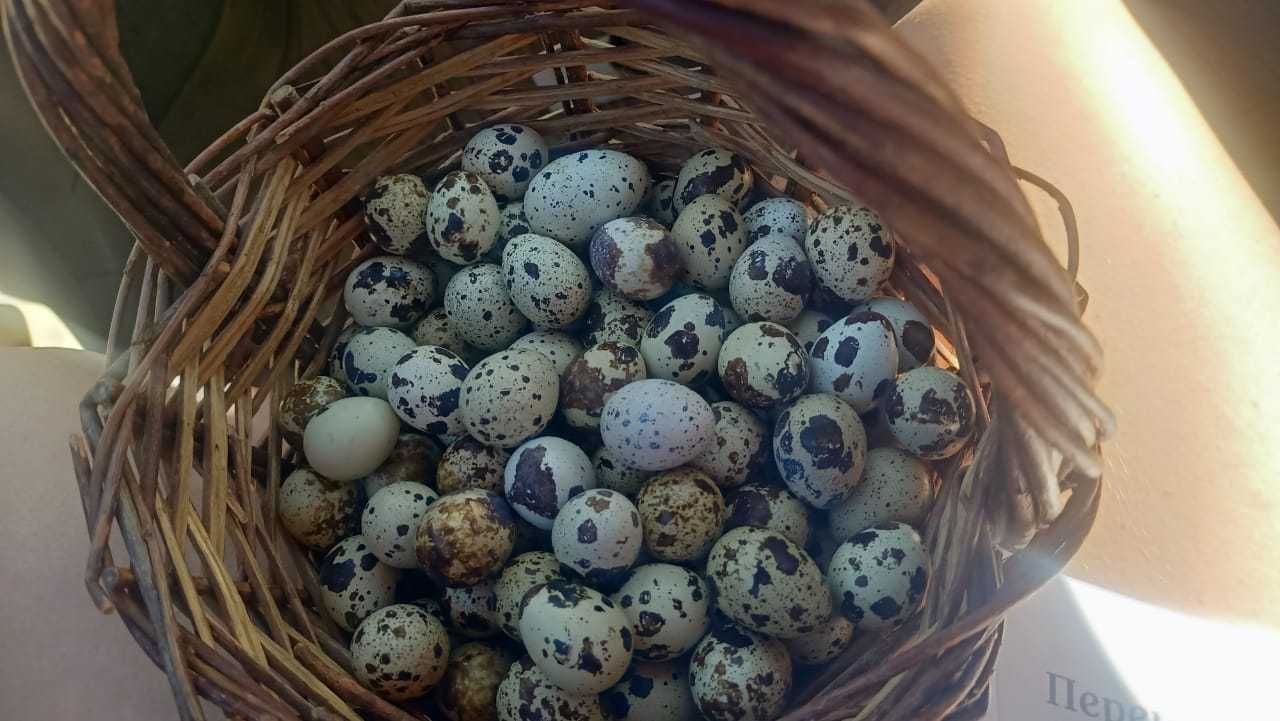 Продам перепелиные яйца