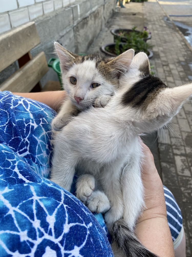Отдам котят в хорошие руки