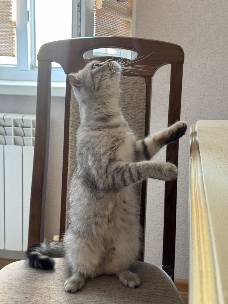 Кошка продается срочно