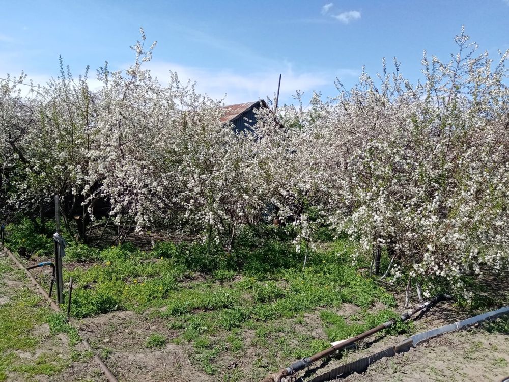 Продам дачу с насаждениями