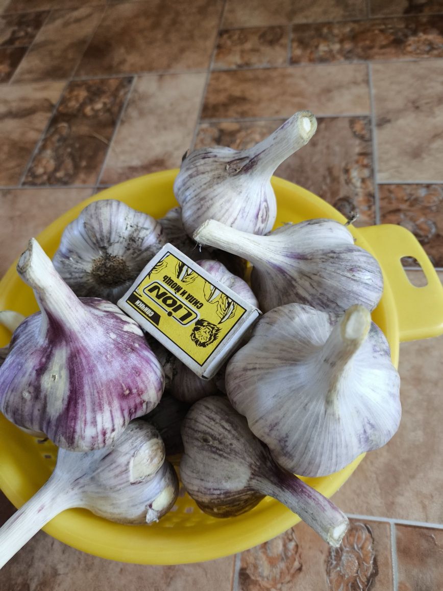 Продам чеснок свежий.