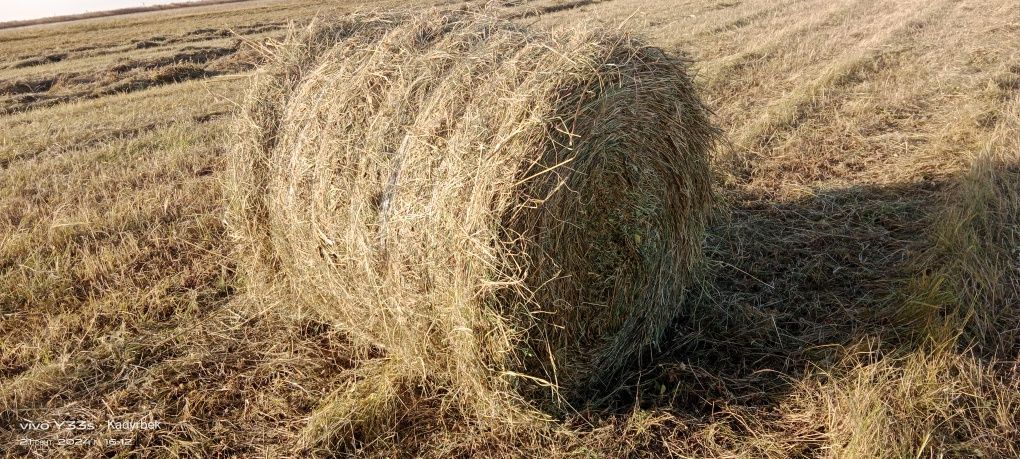 Продам Сено в рулонах