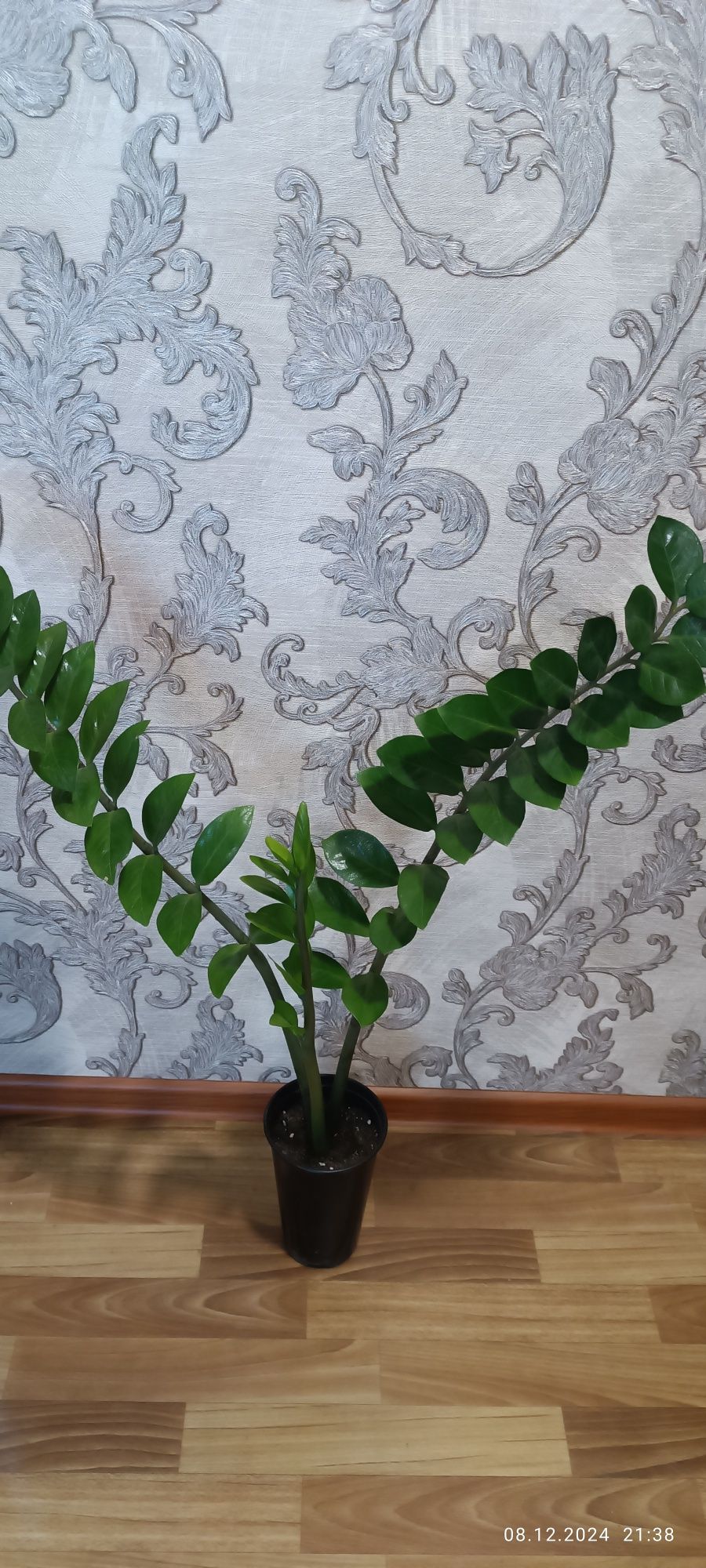 Продам замиакулькас