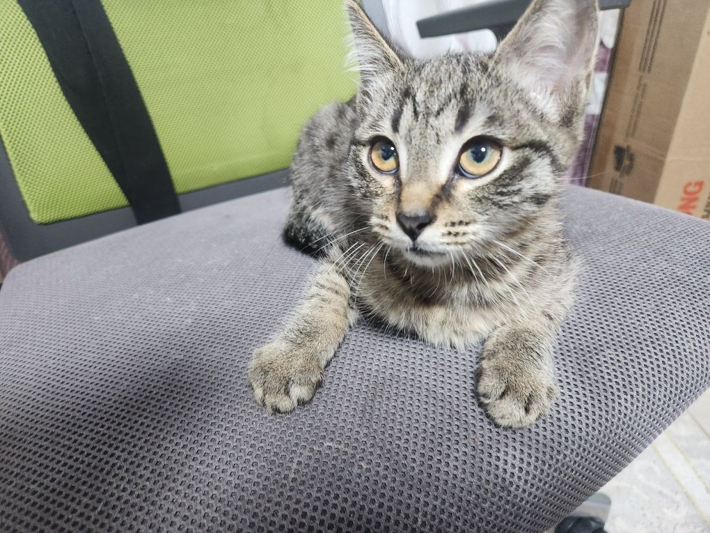 Отдам котёнка 3 месяца в добрые руки
