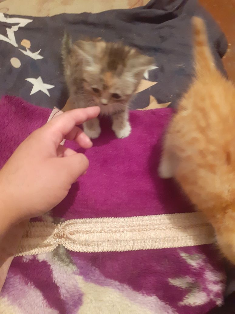 Отдам в добрые ручки
