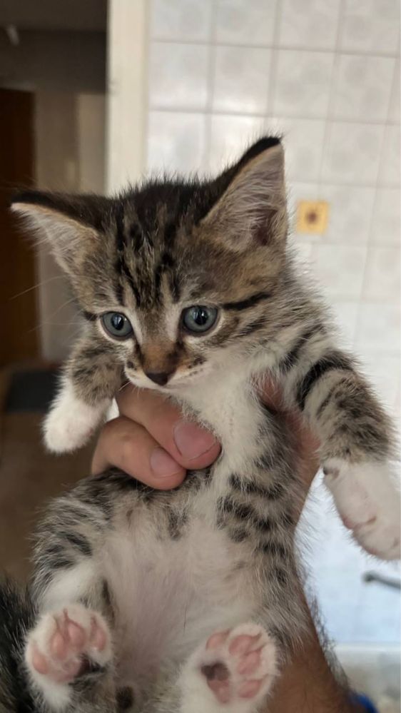 Отдам котят бесплатно