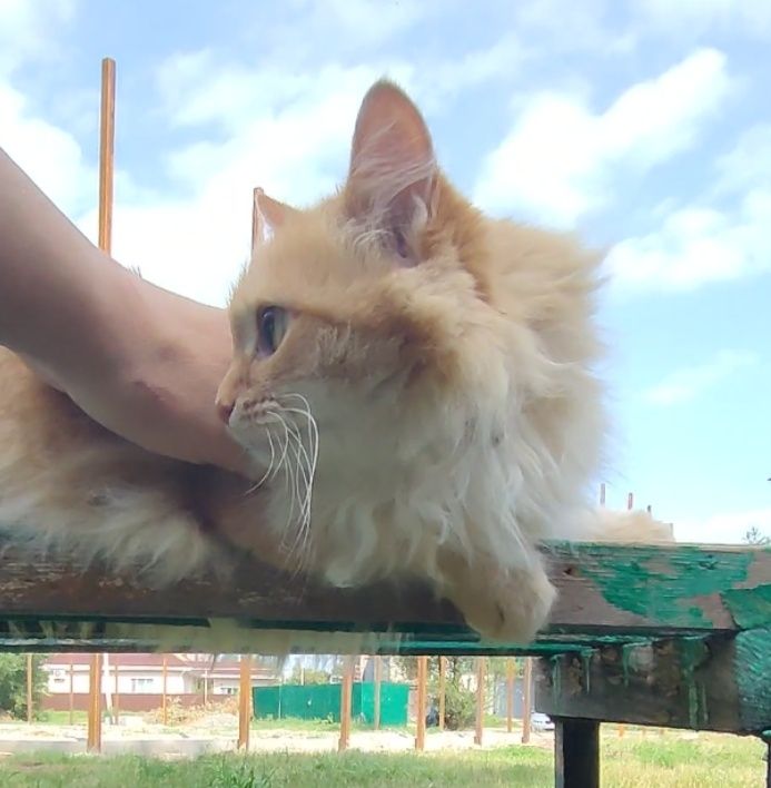 Кошка, рыжая редкость