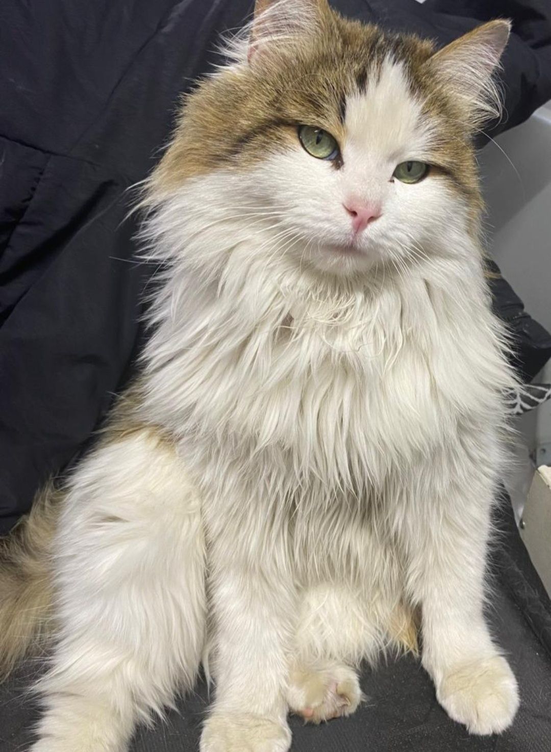 Котик шикарный ищет своих маму папу