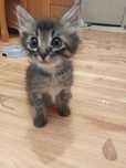 Котята в хорошие руки !!!