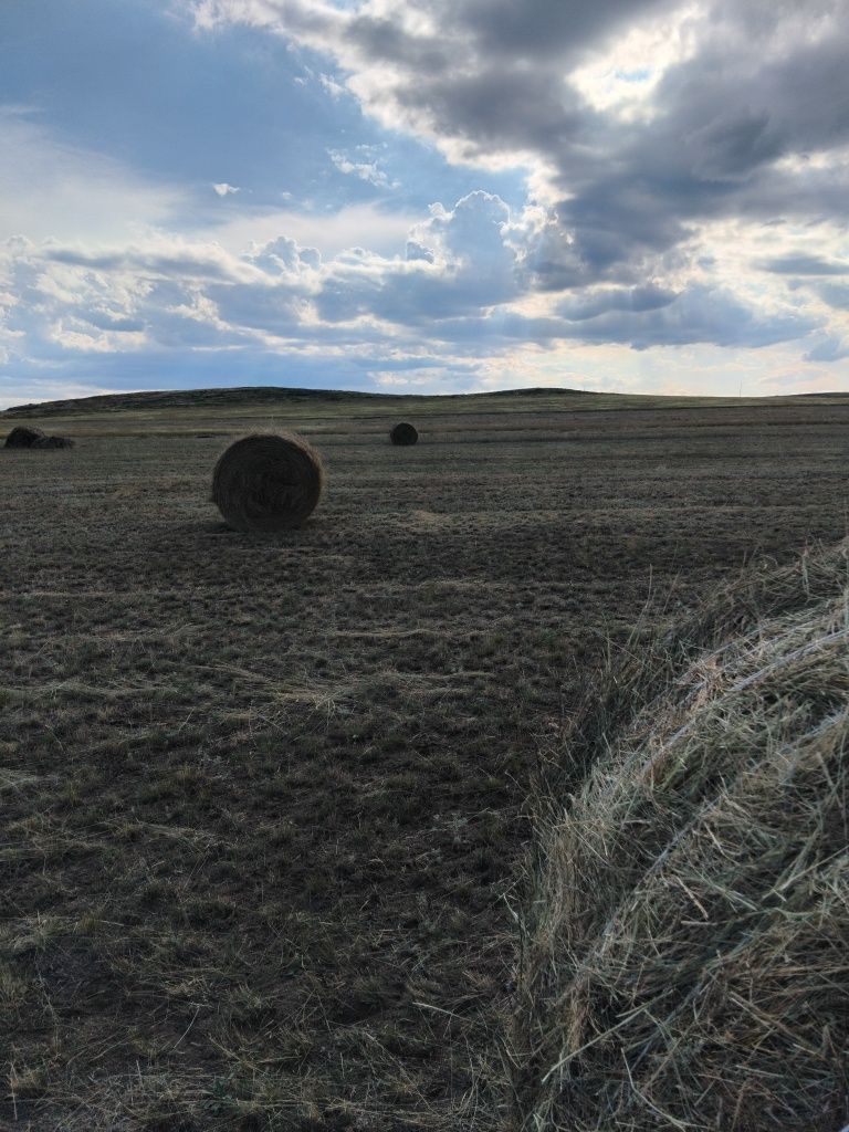 Сено в рулоннах и тюках